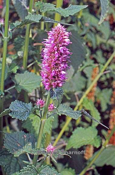 agastache rugosa 1 graphic